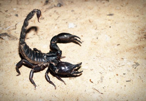 Características do escorpião - O escorpião é um inseto?
