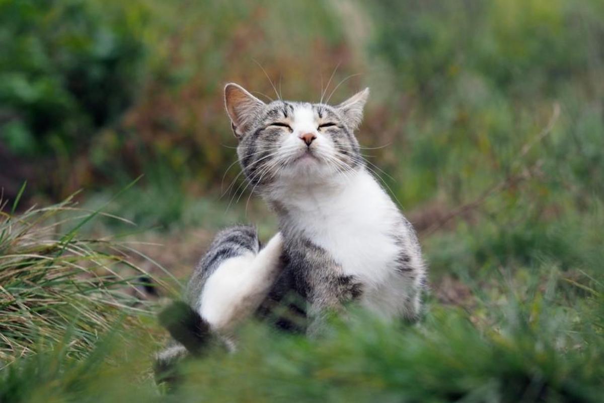 Piolho em gatos - Sintomas e tratamento