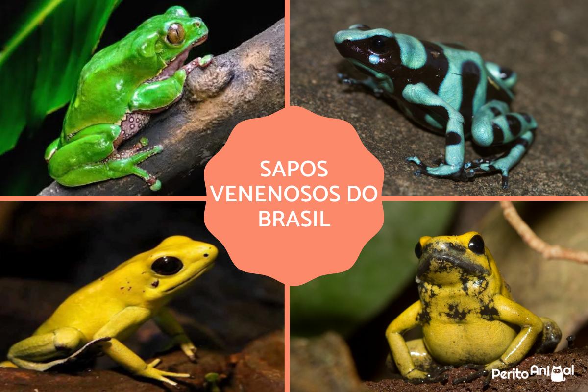 Sapos mais venenosos do Brasil