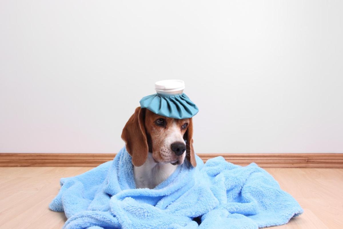 Cão deglutindo muito - Causas