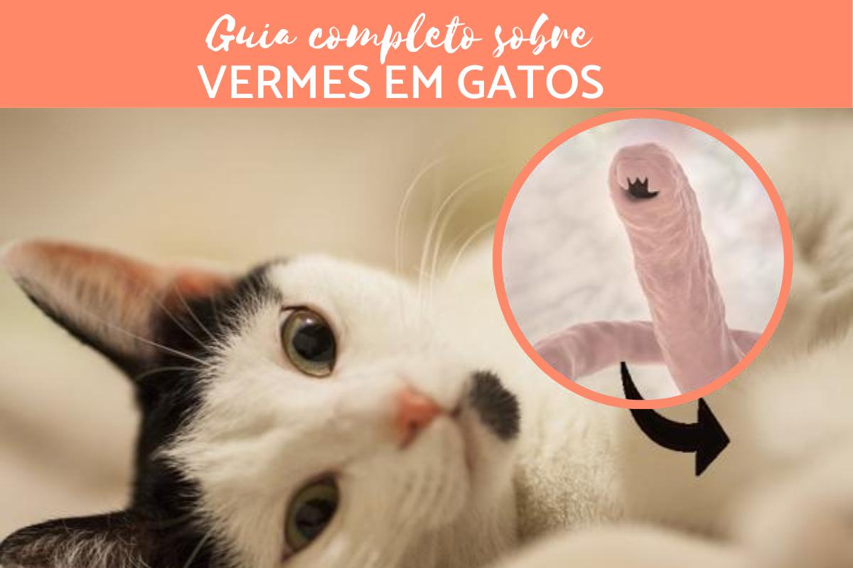 Vermes em gatos - Sintomas e tratamento