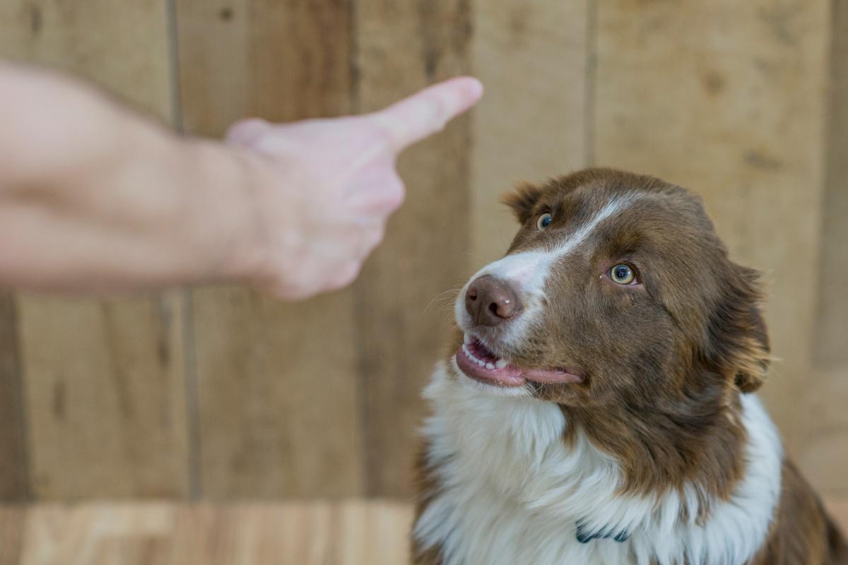 5 erros comuns ao repreender um cachorro
