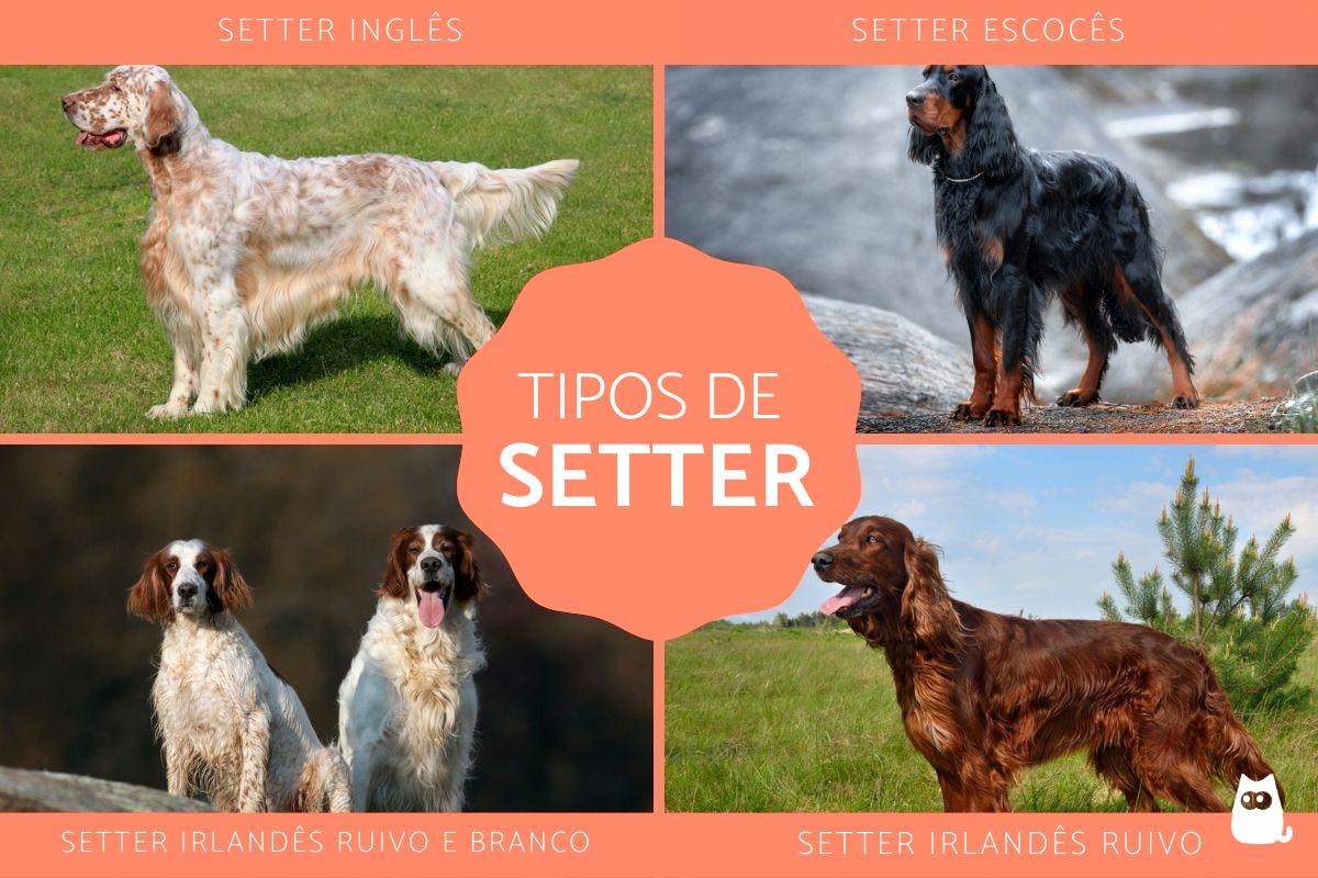 Tipos de setter