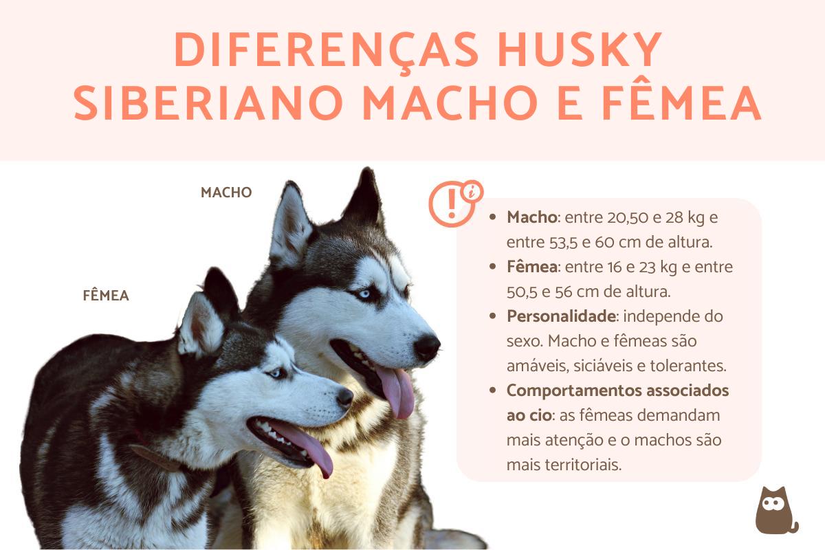 Diferenças entre husky macho e husky fêmea