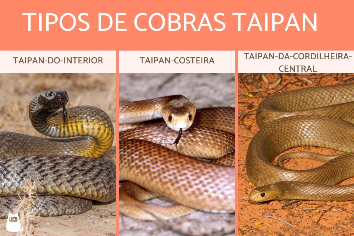 Tipos de cobras taipan