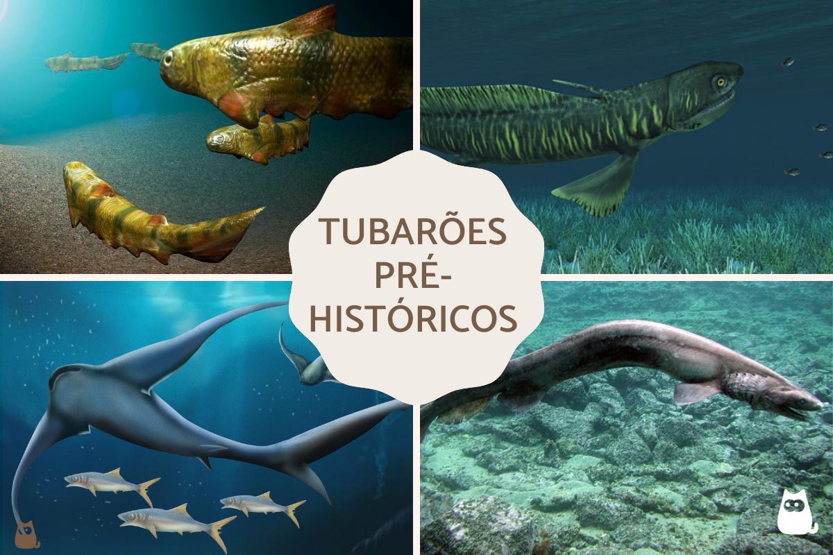 Tubarões pré-históricos - Exemplos extintos e vivos