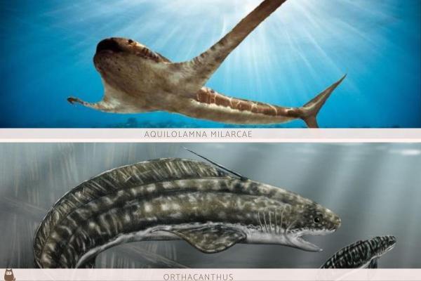 Tubarões pré-históricos - Exemplos extintos e vivos -