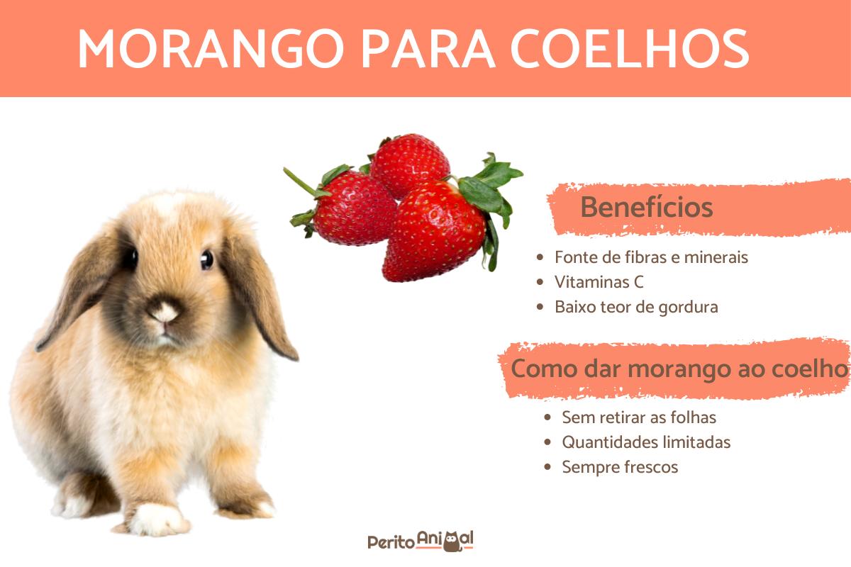 Coelho pode comer morango?
