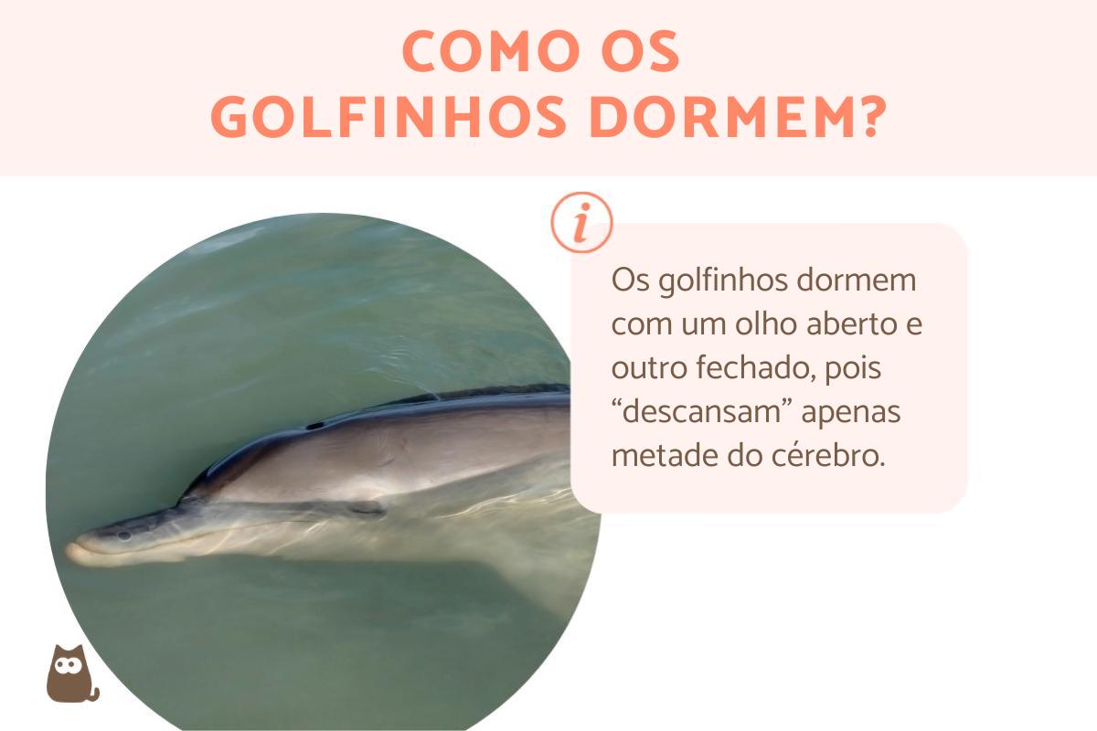 Como golfinho dorme?