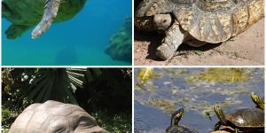Diferenças entre tartarugas de água e de terra