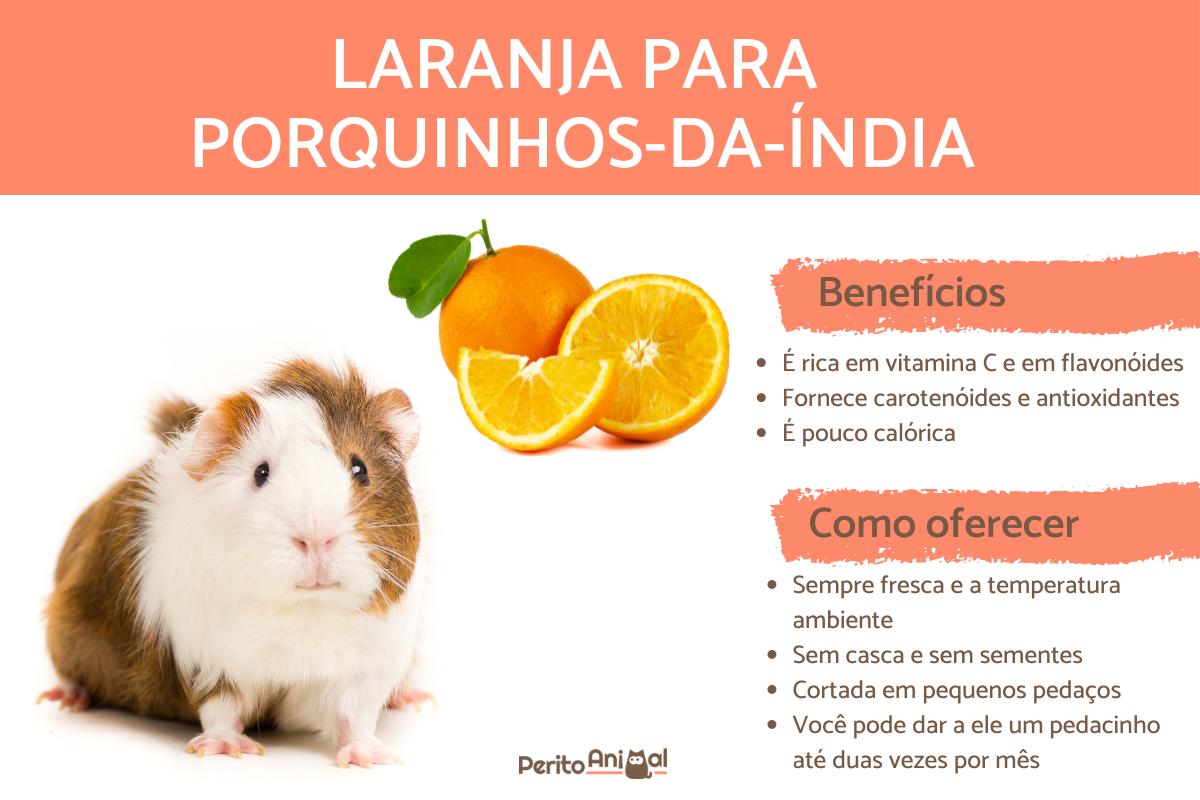 Porquinho-da-índia pode comer laranja?
