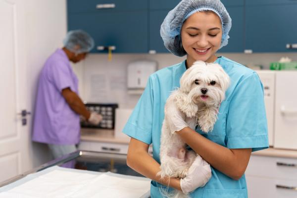 Endogard para cães: para que serve e como usar - Como usar o Endogard em cães?