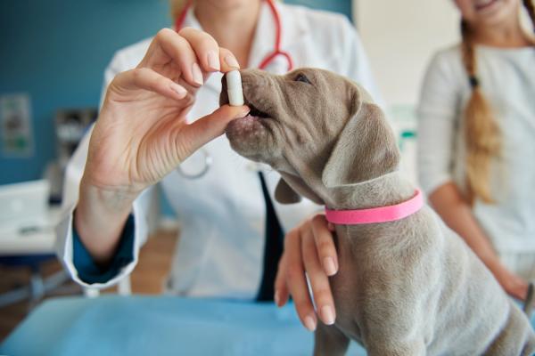 Endogard para cães: para que serve e como usar - Doses do Endogard para cães