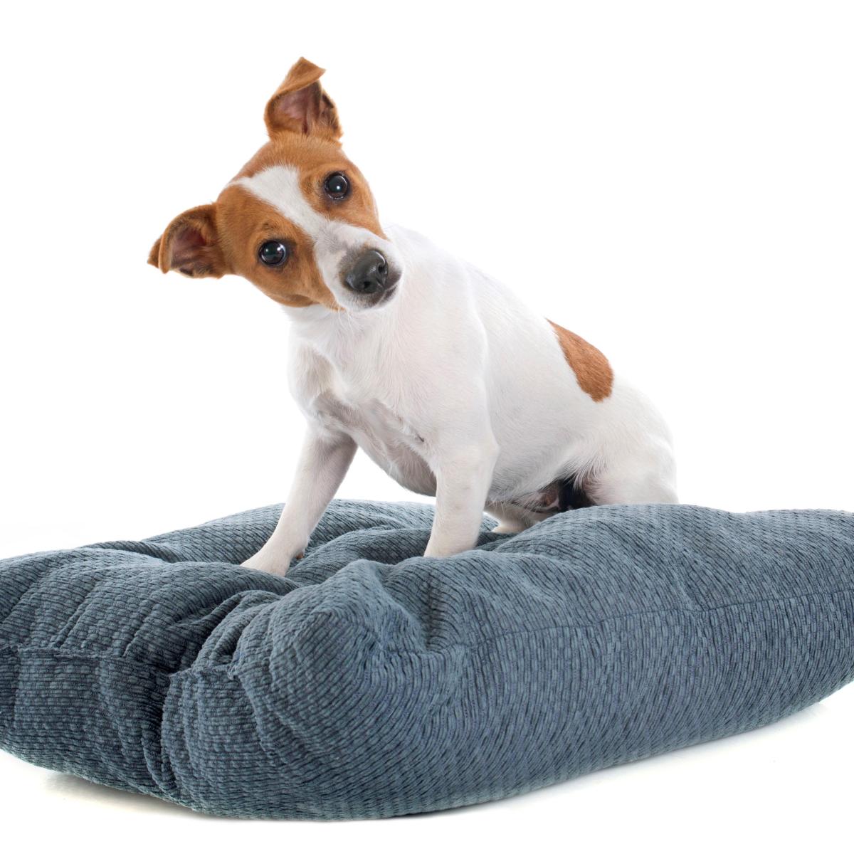 Por que os cachorros arranham a cama antes de dormir?