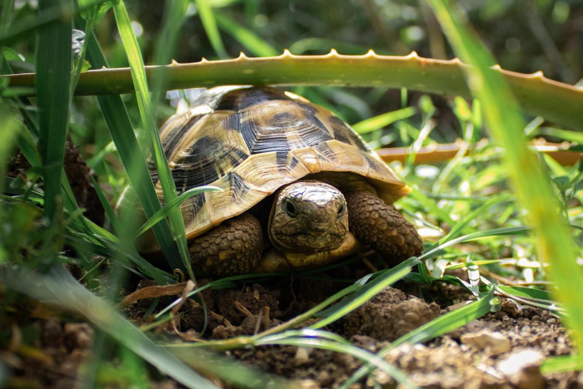 Alimentação das tartarugas de terra
