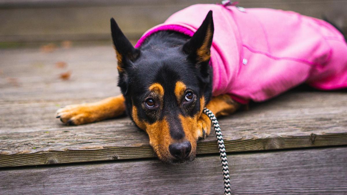 Como tirar o medo de um cachorro?