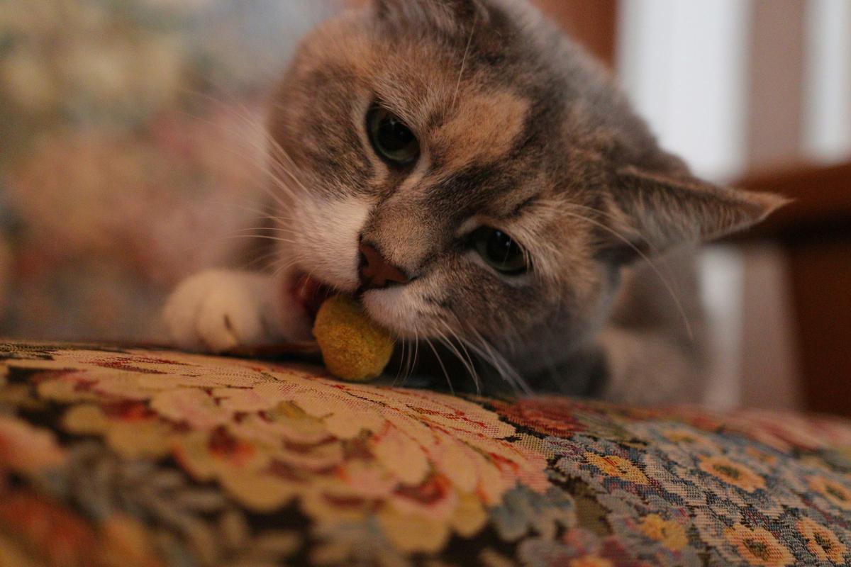 Gato pode comer amendoim?
