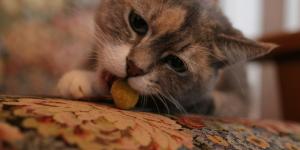 Gato pode comer amendoim?