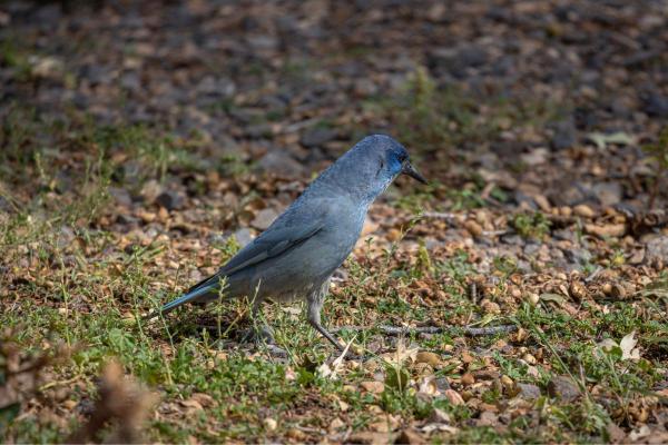 Tipos de corvídeos: tipos e características - Características de los córvidos