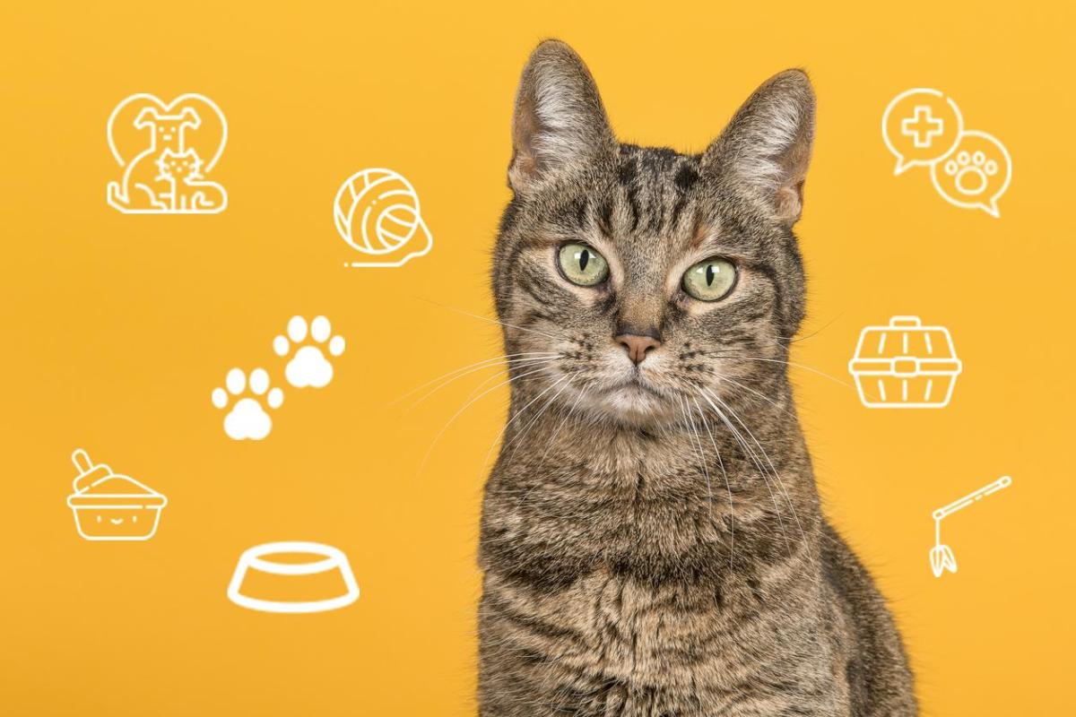 O comportamento dos gatos