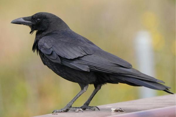 Tipos de corvídeos: tipos e características - O que são corvídeos?