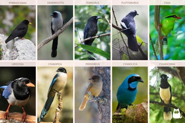 Tipos de corvídeos: tipos e características - Tipos de corvídeos