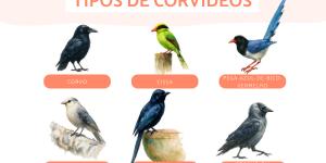 Tipos de corvídeos: tipos e características