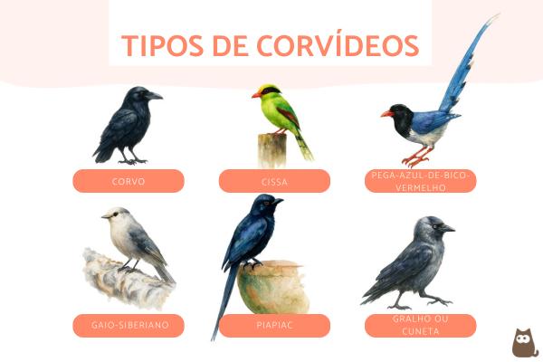 Tipos de corvídeos: tipos e características
