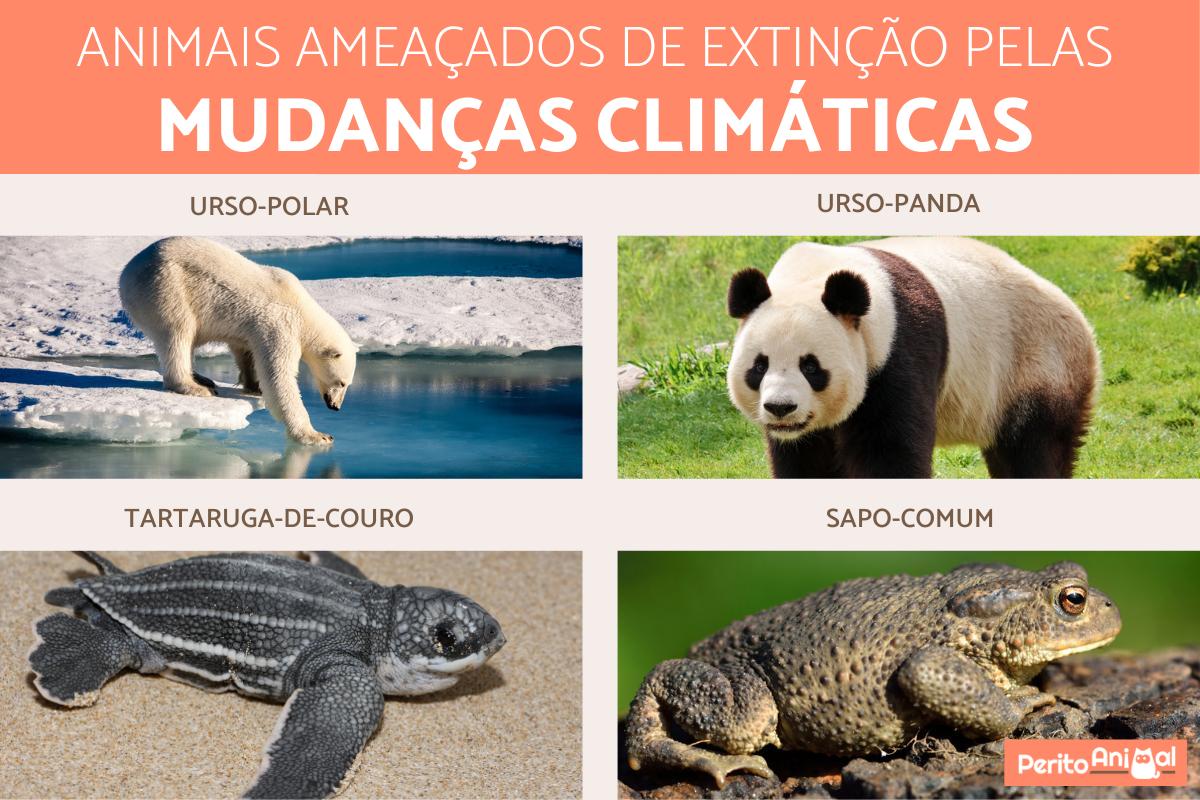 Animais ameaçados de extinção pelas mudanças climáticas