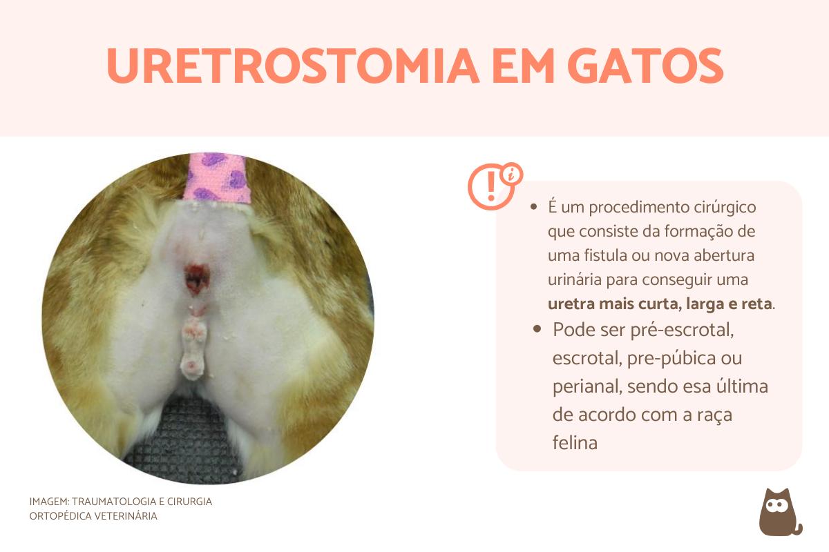 Uretrostomia em gatos – O que é, recomendações e cuidados
