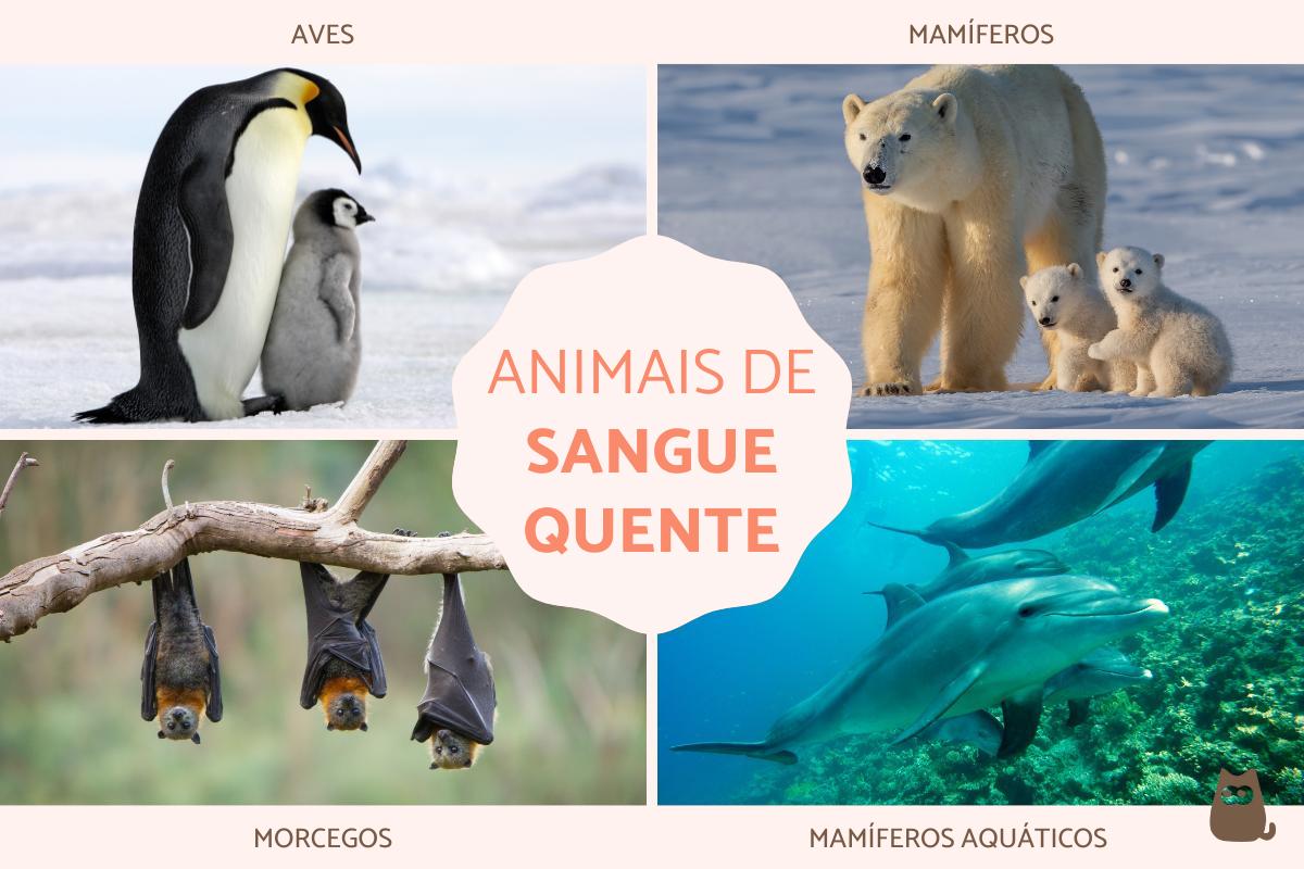 Animais de sangue quente