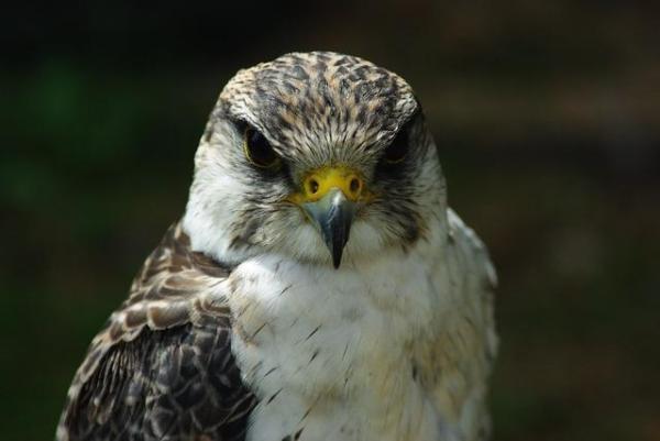 Top 10 animais mais rápidos do mundo 🌍 - Falcão-peregrino: o animal mais rápido do mundo