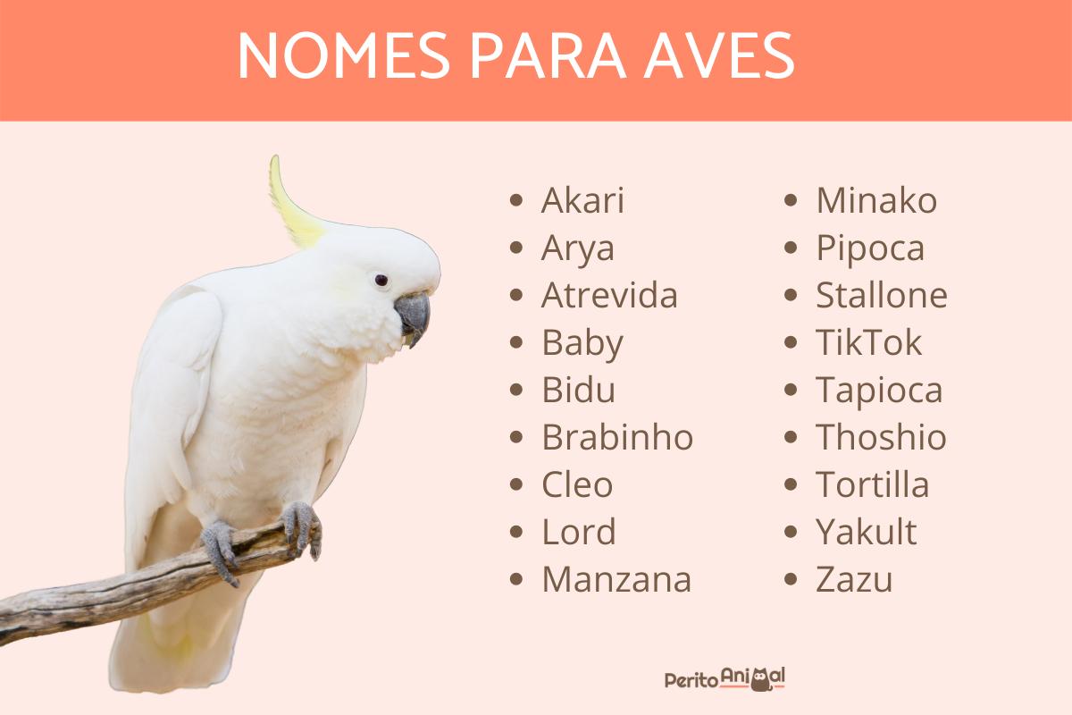 Nomes para aves