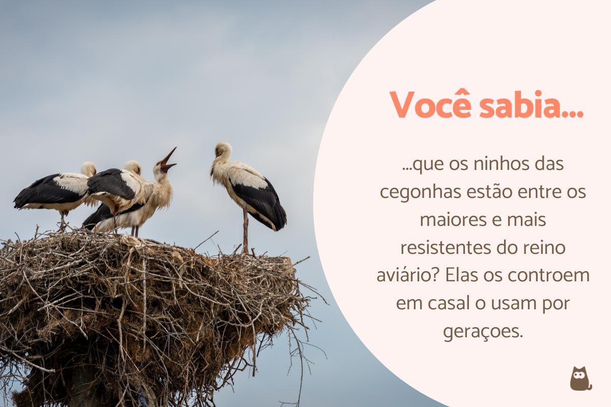Curiosidades sobre cegonhas