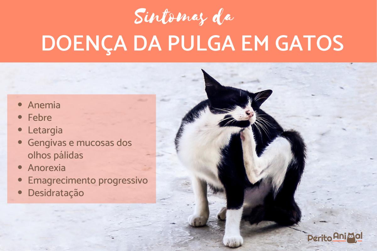 Doença da pulga em gatos - Sintomas e tratamento