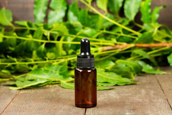Remédios caseiros para ácaros em cachorros - Plantas medicinais para combater os ácaros em cachorros