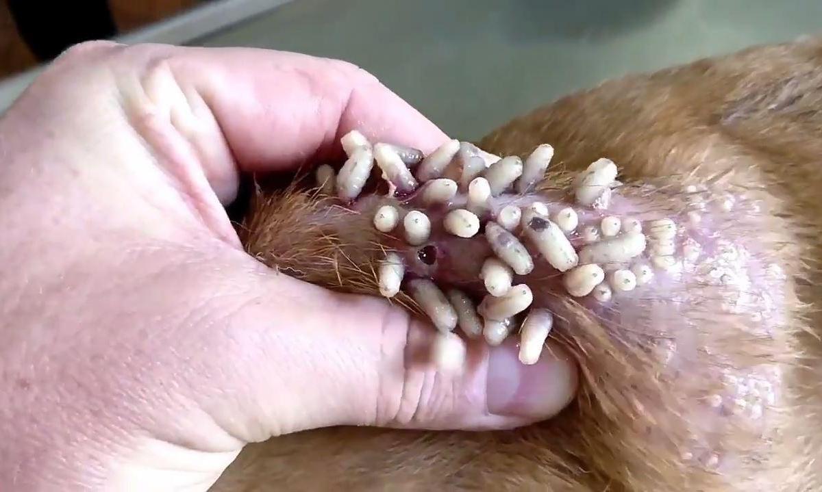 Miíase em cães: causas, sintomas e tratamento