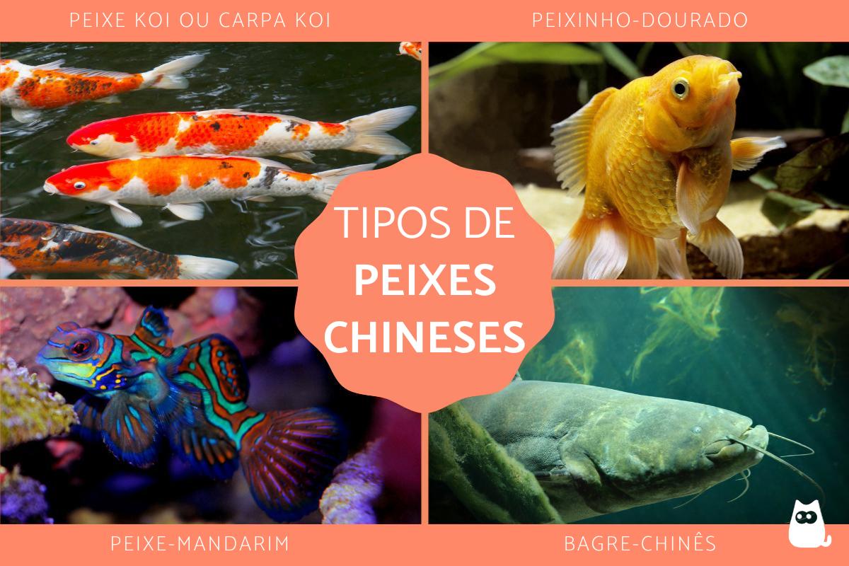 Peixes chineses: tipos e fotos