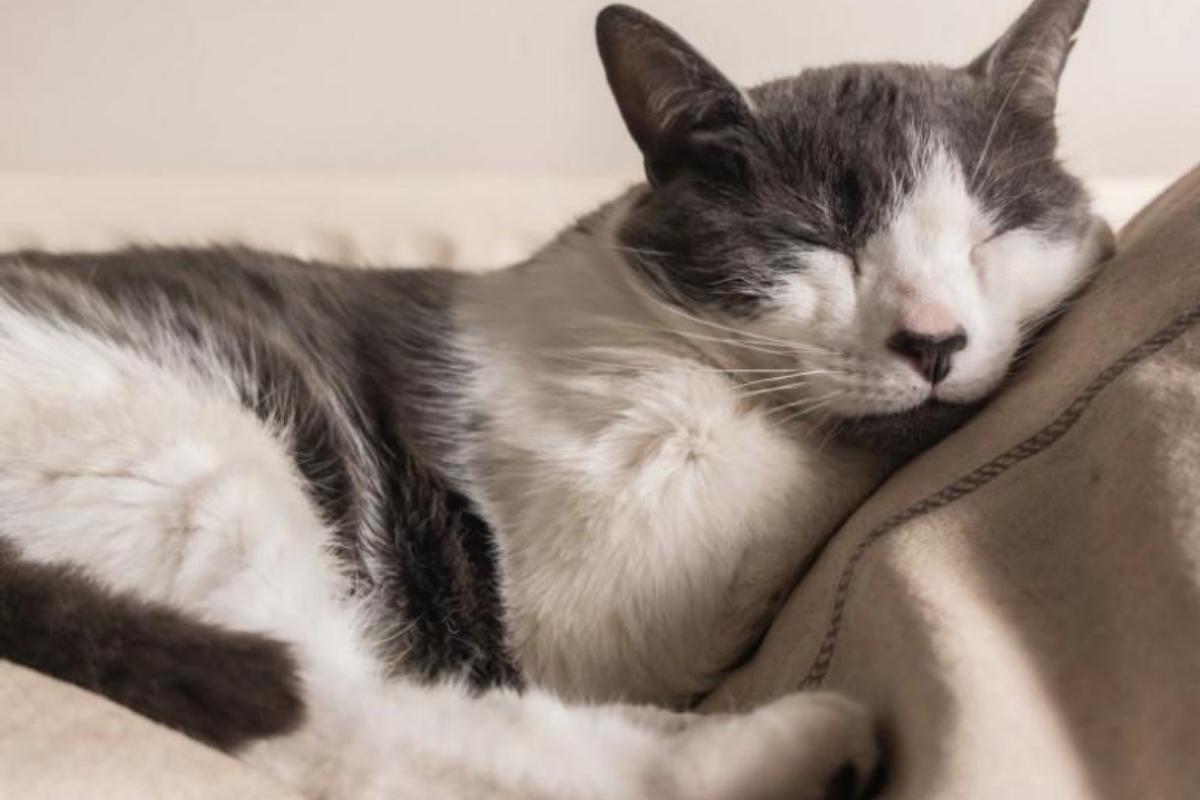Por que os gatos dormem tanto?