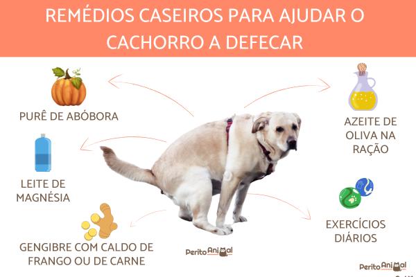 Remédio caseiro para cachorro com a barriga inchada - Cachorro com a barriga inchada e dura