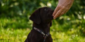 Cachorro pode comer inhame?
