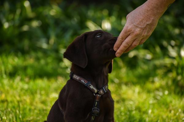 Cachorro pode comer inhame?