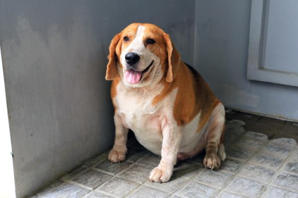 Remédio caseiro para cachorro com a barriga inchada