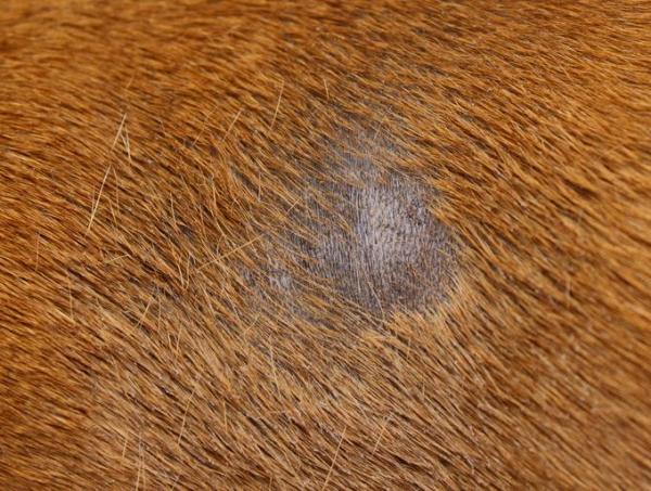 Cachorro perdendo pelo: causas e o que fazer - 3. Dermatofitose