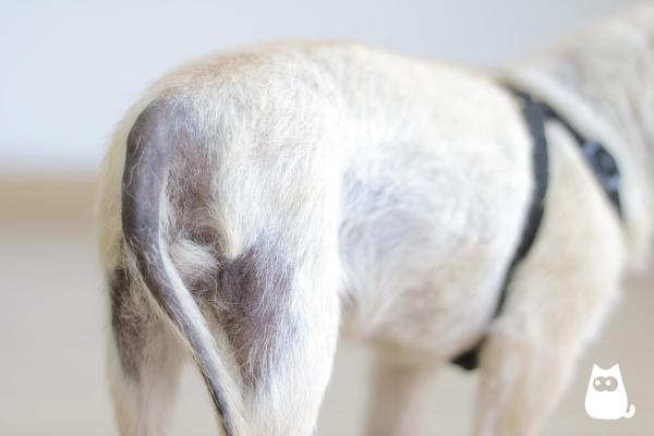 Cachorro perdendo pelo: causas e o que fazer - 6. Patologias endócrinas