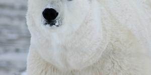 Como o urso polar sobrevive no frio