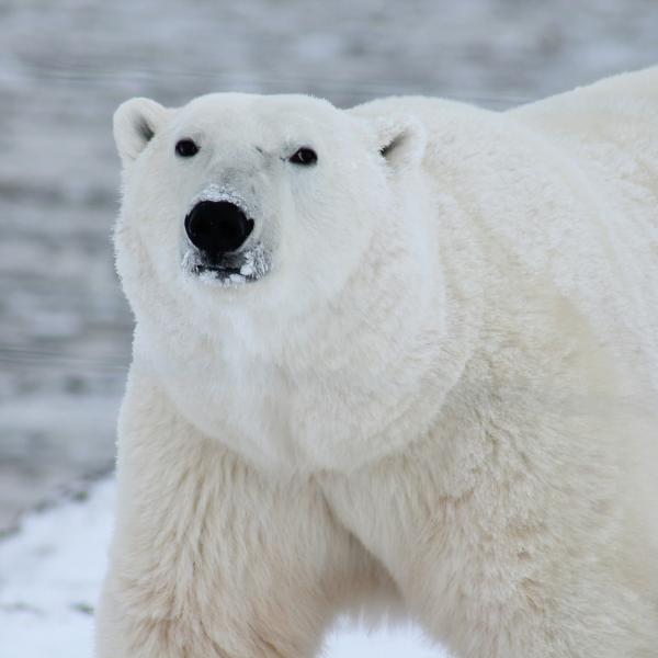 Como o urso polar sobrevive no frio