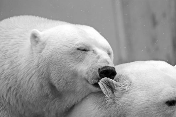 Como o urso polar sobrevive no frio - Como sobrevive ao frio