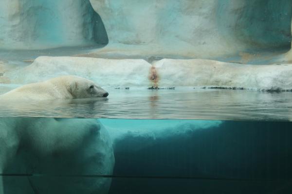 Como o urso polar sobrevive no frio - O urso polar