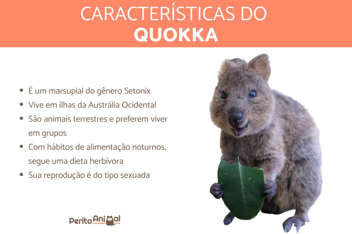 Quokka - Características, habitat e estado de conservação